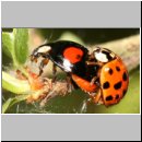 Harmonia axyridis - Asiatischer Marienkaefer 46.jpg